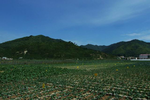 那坡百南乡上隆村入选全国一村一品示范村