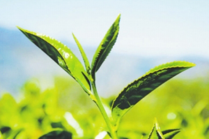 艺福堂，年销茶破两亿元的网络茶企品牌的成功之道