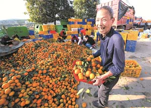柑橘丰收农民增收