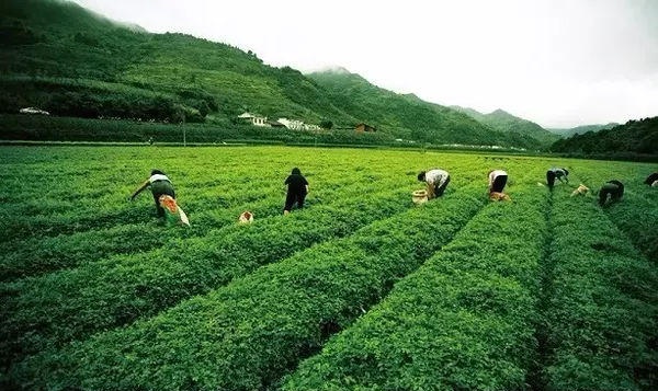 做大绞股蓝产业规模 打造养生茶领导品牌