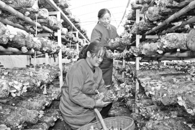 国内农业品牌如何打造“国际范儿”？