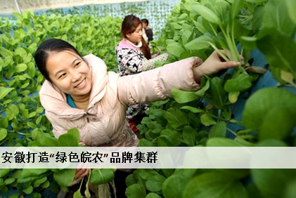 安徽打造“绿色皖农”品牌集群