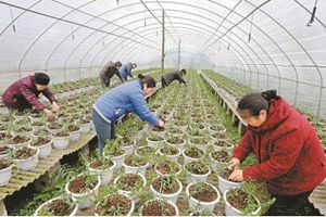 四川巴中：“巴食巴适” 打响农产品 “金字招牌”