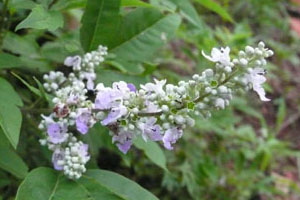 “北票荆条蜜”入选农产品地理标志登记产品