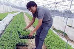儋州：品牌特色农业成经济新引擎