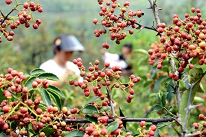 山东沂源：20万亩早秋作物迎来收获季