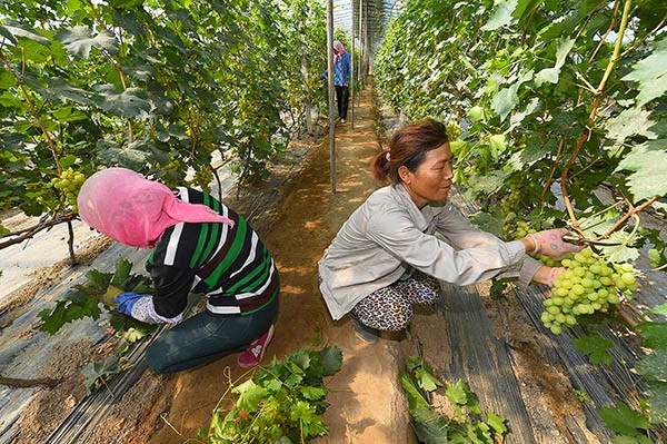 宁夏贺兰山东麓：小葡萄涌现大收益