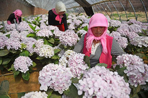 银川：产业基金促花卉企业提质升级