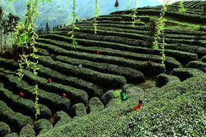 安康在京推介生态富硒茶