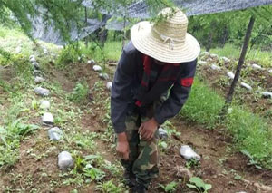 四川：绵阳经科菌业公司反季高海拔羊肚菌在多地试种成功