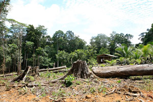 云南将实行森林采伐限额管理制度