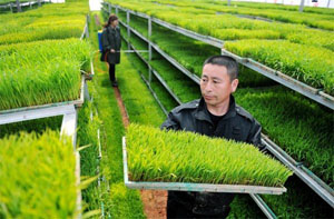 农业部15亿支持绿色高产高效创建