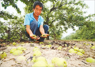 农民投保农业保险意愿为啥不高？