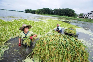 江西都昌：村民水中抢收早稻