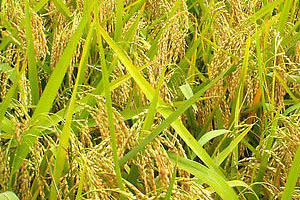 今年早稻产量同比下降2.7%