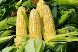 “第九届中国玉米产业大会”在大连召开