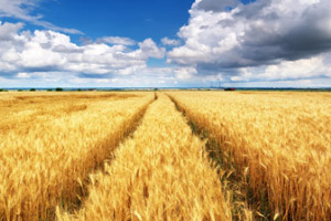 全国稻田综合种养面积达1200万亩