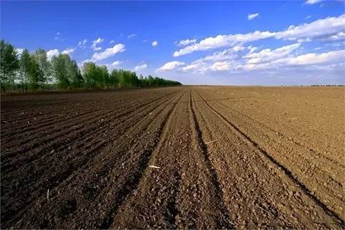 土壤镉污染有了"新克星"降镉率可达85%