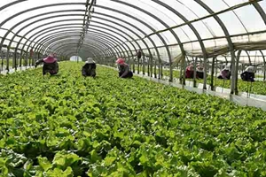 云南马龙：高原特色种植业助农增收