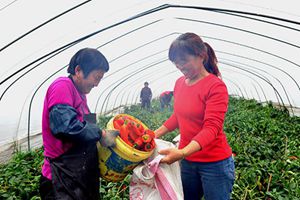 江苏宝应：高效设施农业助力农户增产增收