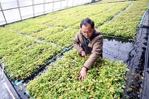 河北永清：“无土水芹”效益高