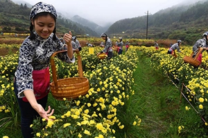 江西婺源：有机皇菊采摘忙