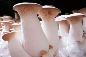 江西：绿色菌菇成为促农增收好产业