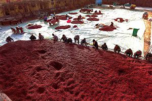 新疆岳普湖县艾：红枣主产区进入收获季节