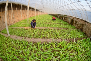 河北河间：设施蔬菜助农增收