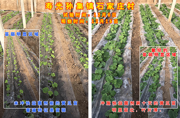快益菌剂在寿光苗弱黄瓜上使用后棵棵壮！