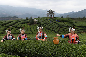 广西三江：春茶全面进入采摘期