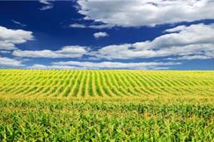 农业供给侧改革：关键在理顺政府和市场关系