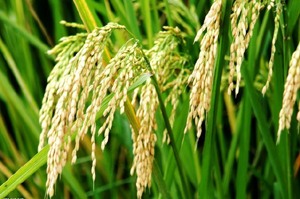 “渤海粮仓”推出水稻育秧新模式