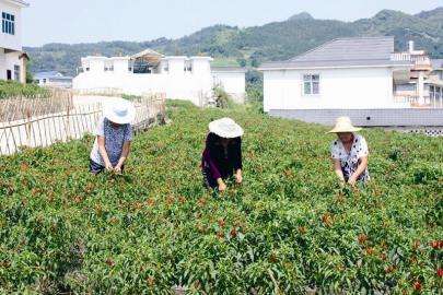 话说新农村：三产融合别冷落农民