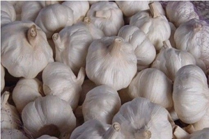 新疆“吉木萨尔白皮大蒜”获农产品地理标志保护