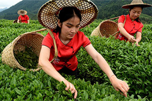 武夷岩茶开采