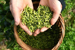 湖北恩施：“东茶西迁”春茶早