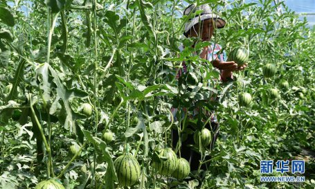 西藏白朗：蔬菜种植合作社助力农民增收