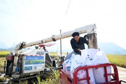 广西柳州：深秋稻香 农民收割水稻